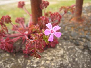 Pink-flowered wildflower by rusty railings and concrete