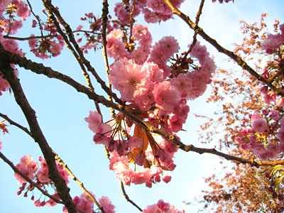 Pink blossom against blue sky