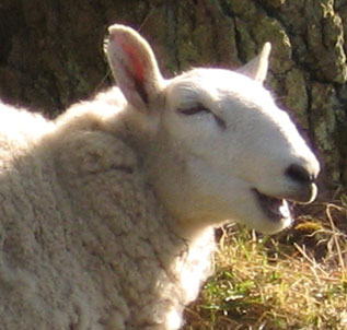 happy-sheep-strensall-1-060513-detl.jpg
