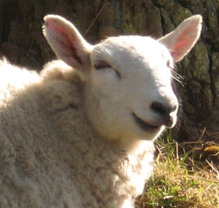 happy-sheep-strensall-4-060513-detl.jpg