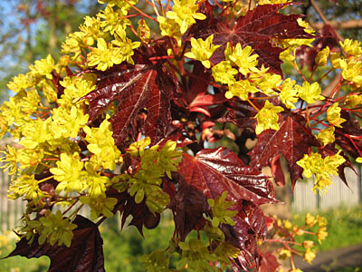 Deep red leaves and yellow-green blossom
