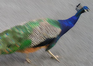 peacock-blurred-08084-300.jpg