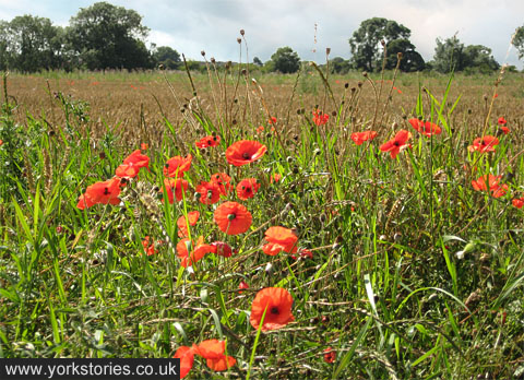 Poppies in field