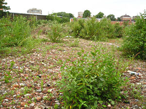 Rubble and weeds, Hungate