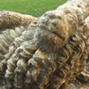 Lion - Museum Gardens