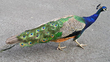 Peacock wandering, August 2004