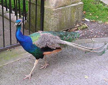 Wandering Museum Gardens peacock