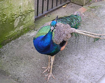 Peacock, York, St Leonard's Place
