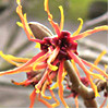 Witch hazel, Museum Gardens