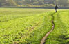 Ings walker, winding path
