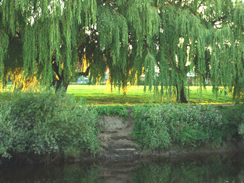 Green space with willow trees