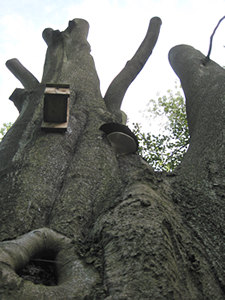 A part-dismantled beech tree