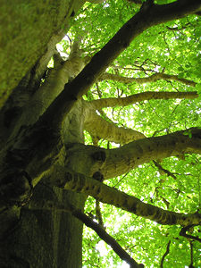 Beech tree