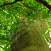 Beech tree