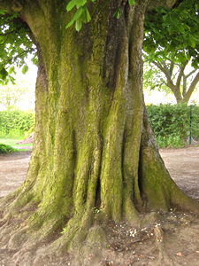 Street-side chestnut tree, York