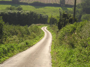 Country road in summer sunlight