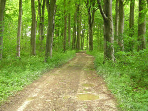 Path through trees, Sledmere