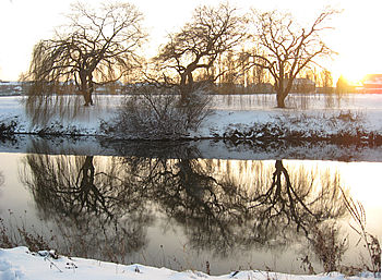 ouse-side-trees_2_050212_350257.jpg