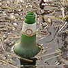 Rubbish, river Foss