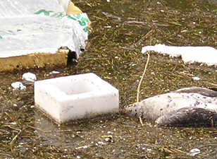 This bird probably choked on the crap in this filthy river