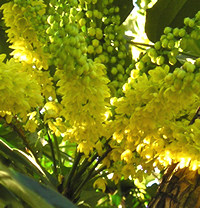 Mahonias flowering the Museum Gardens, 21 December 2005