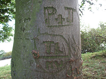 Tree carving, near Hemingbrough, Yorkshire