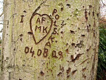 Love heart and initials carved into tree, Museum Gardens