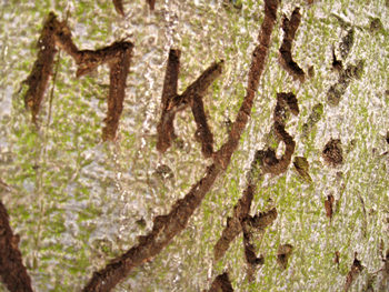 Detail of heart and initials carved into tree, York, 2009