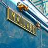 Mallard - NRM