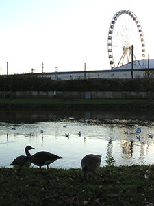 York observation wheel, and geese