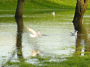 Gulls on the ings – 1