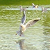 Ings water, and gull