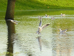 Gulls on the ings – 2