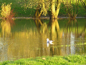 Gulls on the ings – 3