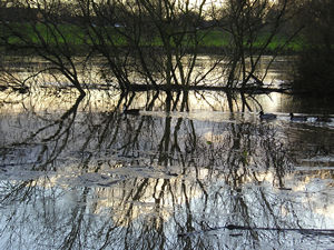 Trees reflected in Ouse, and ducks