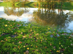 Trees reflected in water