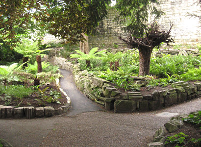 Fernery, Museum Gardens