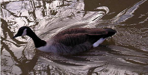 Various waterfowl bravely occupy the rather murky waters of the River Foss