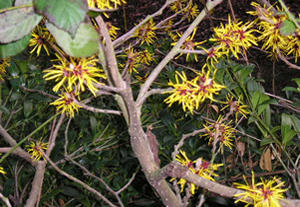 Part of the imaginative Foss-side planting by the Coppergate Centre. Yellow witch hazel, 21 January 2004.