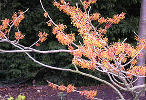 Orange-flowered witch hazel, Museum Gardens, 21 January 2004