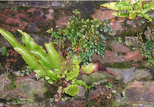 Ah, lovely greenery. The wall to our right, as we enter this darker and damper part of the alley, has been decorated by nature, in the form of Hart's Tongue Ferns and other tough little plants.