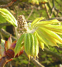 Horse Chestnut tree unfurling, April 2004