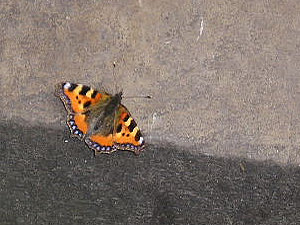 Bootham Bar butterfly