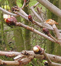 Horse Chestnut tree buds, March 2004