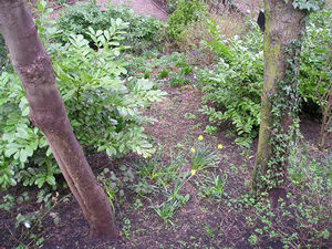 Trees and greenery making a good habitat for wildlife in the Gillygate gardens backing on to the walls