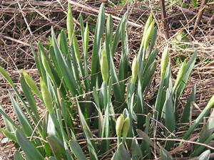 Daffodils in bud. There were loads of these already flowering, but I prefer them in bud, so here's some, growing in the middle of a load of brown old vegetation
