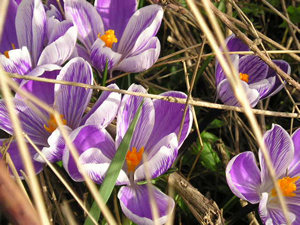 Beautiful crocuses, opening to the sun