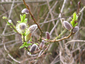 More furry bits of shrubs and trees