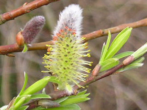 More unidentified but beautiful furry fluffy things
