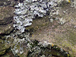 Some type of licheny thing, on an old tree trunk. Lovely though, isn't it.